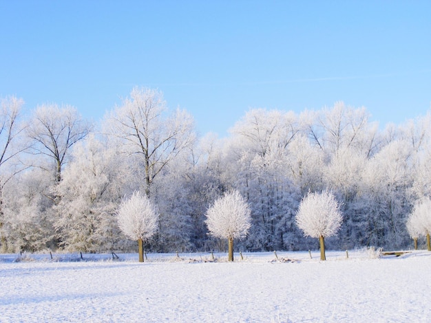 Witte bomen op sneeuw bedekt land tegen de lucht