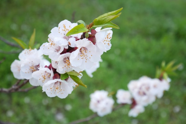 witte boom bloesem sakura in het voorjaar op groen gras achtergrond