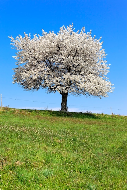 Witte boom in platteland