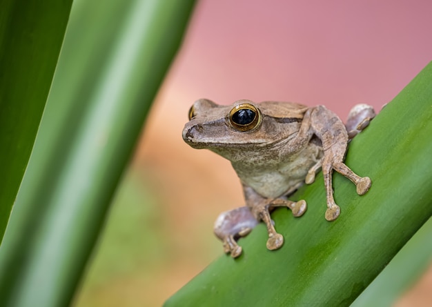 Witte boomkikker in de natuur