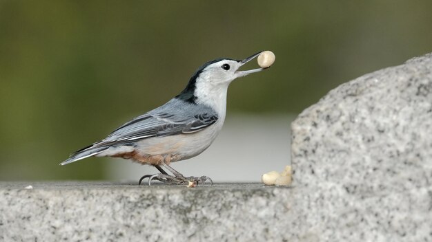 Foto witte borstnoot