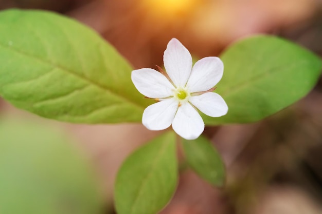 Witte bos bloem close-up