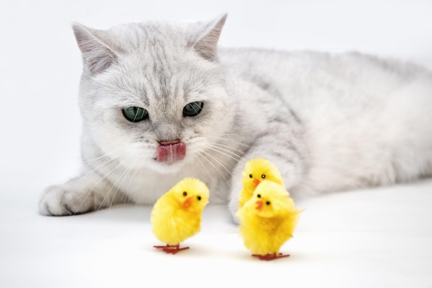 Witte Britse kat kijkt naar gele kippen decoratieve kippen foto