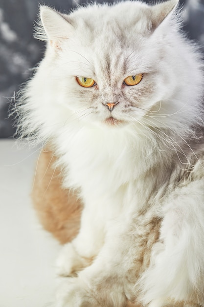 Witte Britse kat met gele ogen op grijs