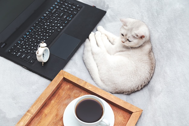 Witte Britse kat met laptop, kopje koffie en wekker. Concept voor online leren, thuiswerken, zelfisolatie. Humor.