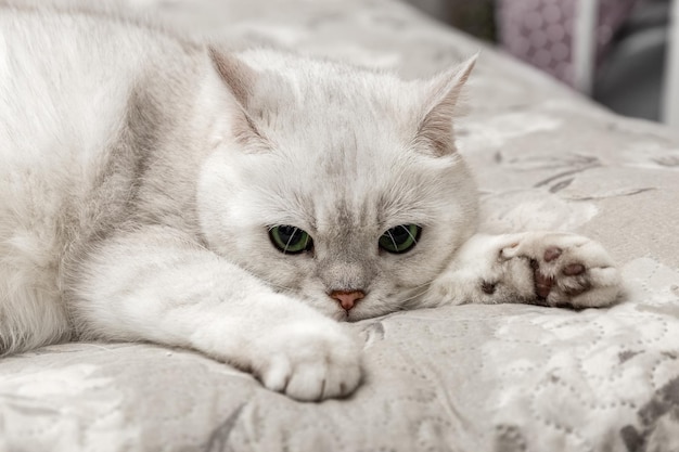 Witte britse kat zit op het bed zilveren chinchilla kattenras close-up foto