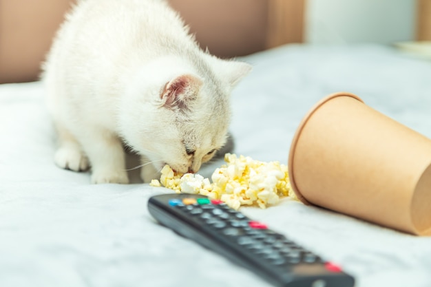 Witte Britse kitten ligt op het bed met een afstandsbediening en popcorn. Klassieke filmweergave.