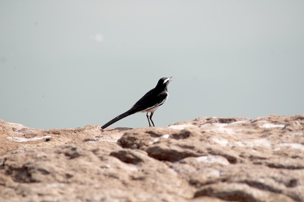 Witte browed kwikstaart vogel zittend op de rots