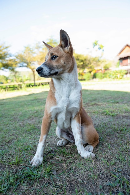 Witte bruine hond die zich op huisdierenachtergrond bevindt