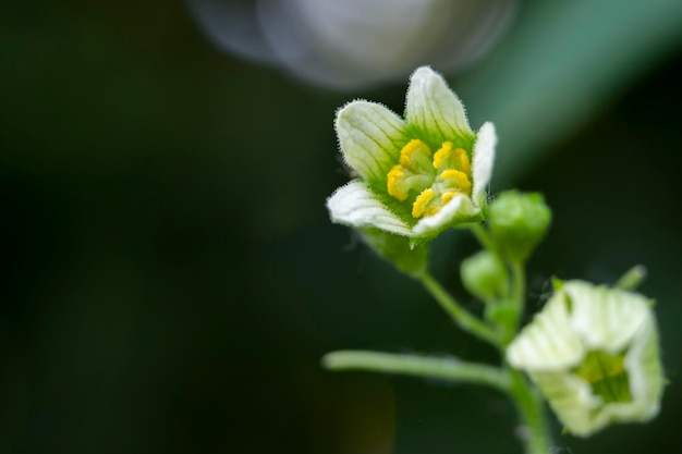 Witte bryony of wilde hop of valse mandrake of Engelse mandrake of wilde wijnstok of wilde hop