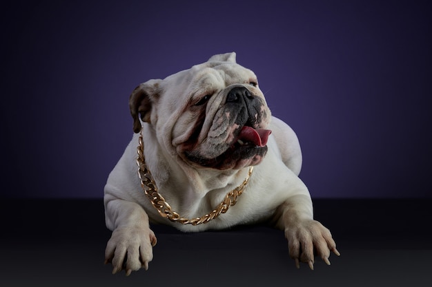 Witte buldoghond in studiosessie met een gouden halsband en verschillende poses, op een grijze ondergrond en een paarse achtergrond