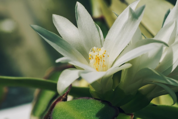 Witte cactus bloemen macro zonnige dag bloesem bloemen achtergrond selectieve aandacht