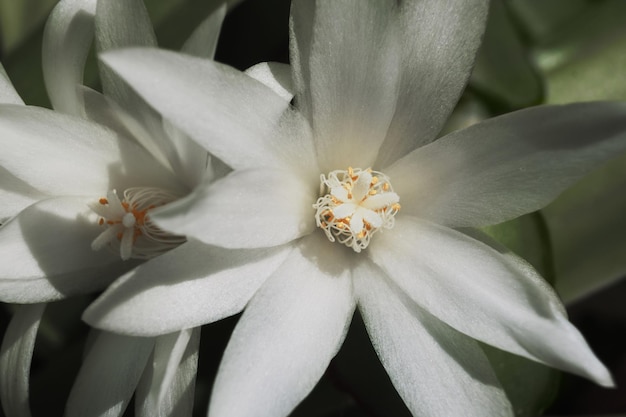 Witte cactus bloemen macro zonnige dag Bloesem bloemen achtergrond selectieve aandacht