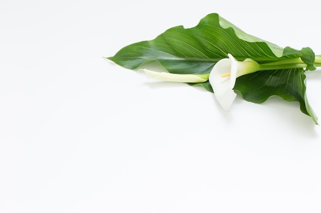 Witte calla bloem op witte achtergrond