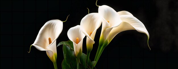 Foto witte calla lelies op een zwarte achtergrond