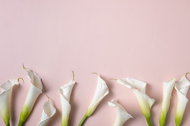 Witte calla lelies op roze achtergrond met kopie ruimte