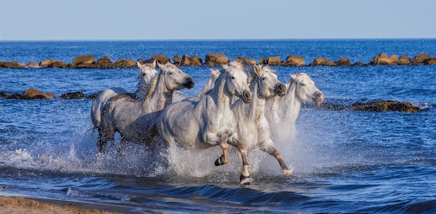 Witte Camargue-paarden galopperen langs het strand