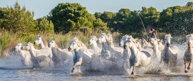 Foto witte camargue-paarden galopperen langs het strand