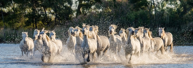 Witte camargue-paarden rennen in het natuurreservaat van de moerassen