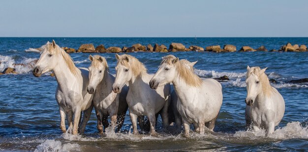 Witte Camargue-paarden staan op het strand