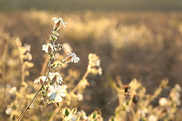 Witte Campion (Silene latifolia) bij dageraad