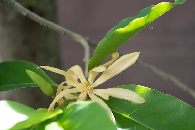 Witte Champaka bloemen en groene bladeren met zonlicht.