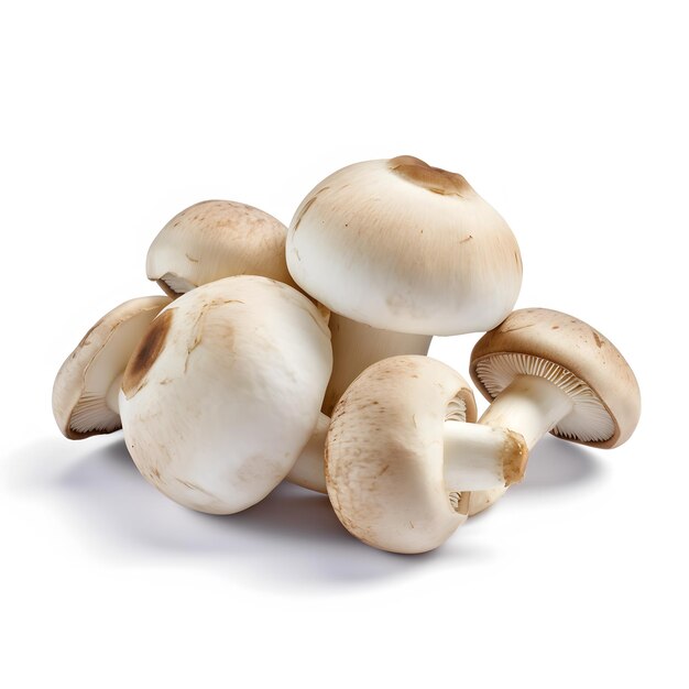 Foto witte champignon geïsoleerde paddenstoel paddenstoel op witte achtergrond met volledige scherptediepte