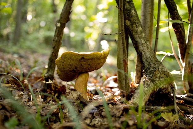 Witte champignons in het bos op een achtergrond van bladeren fel zonlicht Boletus Mushroom