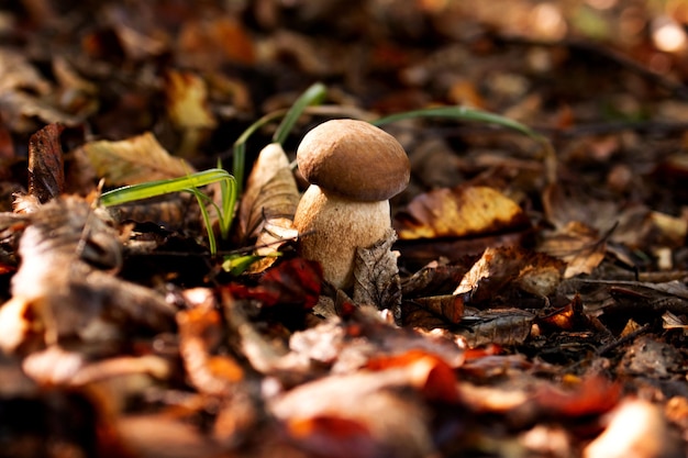 Witte champignons in het bos, op een achtergrond van bladeren, fel zonlicht. Boletus. Paddestoel.