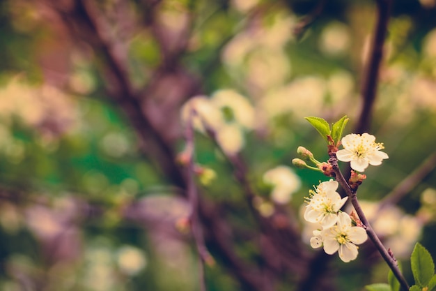 Witte Cherry Blooming Trees Retro