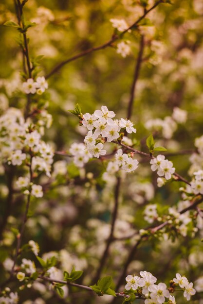 Witte Cherry Blooming Trees Retro