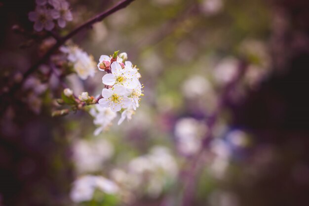 Witte Cherry Blooming Trees Retro