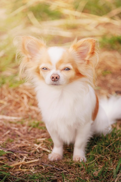 Witte chihuahua hond met rode kleur op een zonnige dag Portret van een kleine rashond Een huisdier een dier