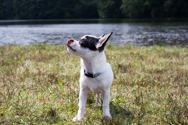 Witte Chihuahua kleine hond opzoeken