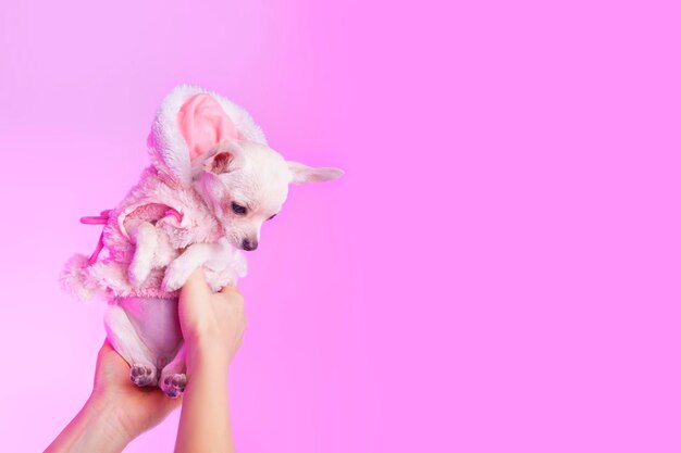 Witte chihuahua pup op roze studio achtergrond