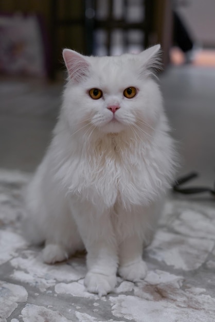 Witte chinchilla Perzische kat op zoek. Witte kat pluizige vacht