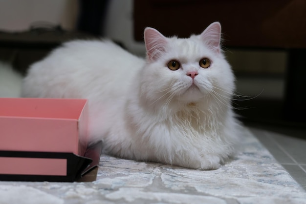 Witte chinchilla Perzische kat op zoek. Witte kat pluizige vacht