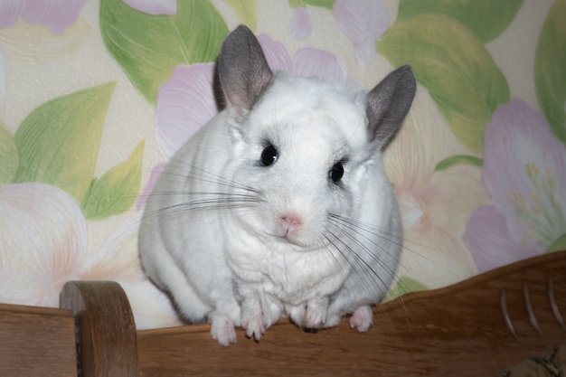 Witte chinchilla zit bij het raam. Leuk huis huisdier.