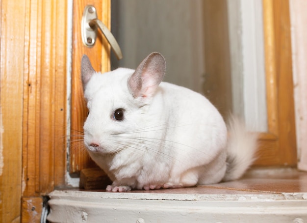 Witte chinchilla zit bij het raam schattig huisdier