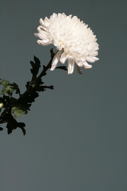 Witte Chrysant bloem Chrysanthemum morifolium Een derde samenstelling