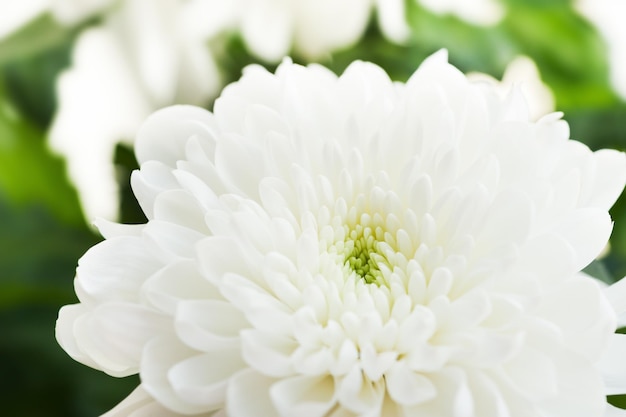 Witte chrysant bloem close-up. Macrobeeld, selectieve focus