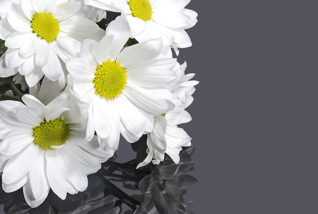 Witte chrysant bloemen op grijze achtergrond