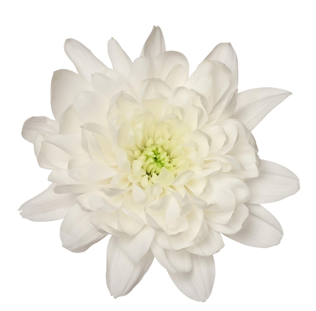 Witte chrysant knop op geïsoleerde achtergrond bovenaanzicht