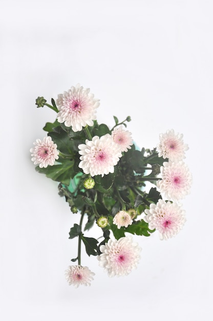 Witte chrysant met groen blad op wit