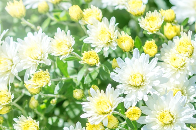 Witte chrysant mum bloemen en knoppen