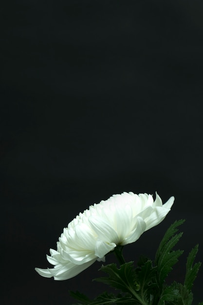 Witte chrysant op een zwarte achtergrond