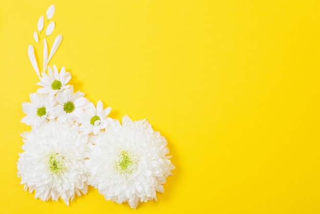 Witte chrysant op geel papier achtergrond