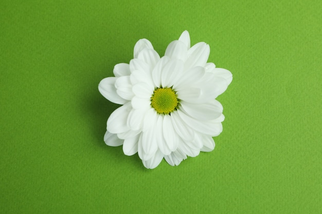 Witte chrysant op groene achtergrond, close-up.