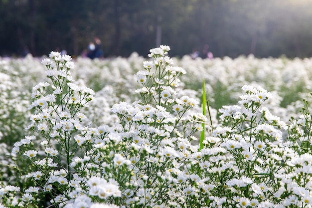 Witte chrysanten die prachtig bloeien in de tuin