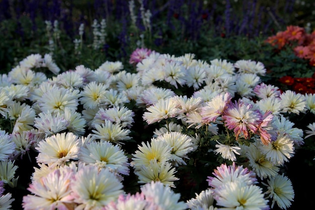 Witte chrysanten in de tuin. Witte bloemen achtergrondafbeelding, close-up